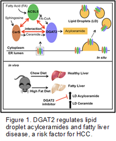 Figure 1. DGAT2 regulates lipid droplet acylceramides and fatty liver disease, a risk factor for HCC.